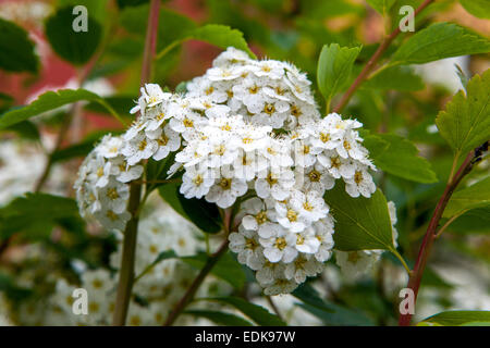 Van Houtte Spiraea vanhouttei flowering shrub Stock Photo