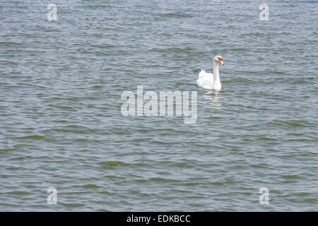 A white swan is floating on pond in Thailand Stock Photo