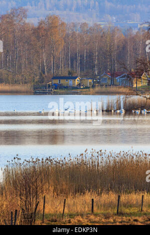 Landscape with lake, tree, swans and a house in the background, natural ...