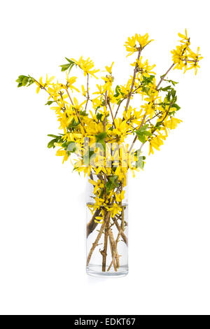 Spring bouquet of yellow forsythia in a tall glass vase. Stock Photo