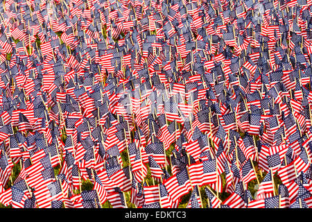 A field of American Flags. Stock Photo