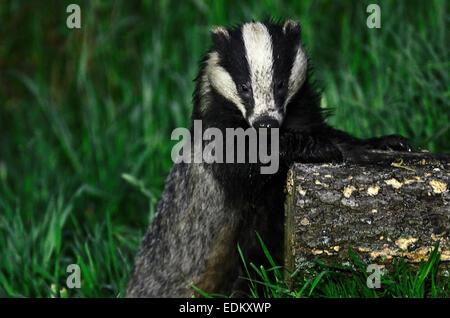 badger Meles meles climbing on a log Stock Photo: 17883065 - Alamy