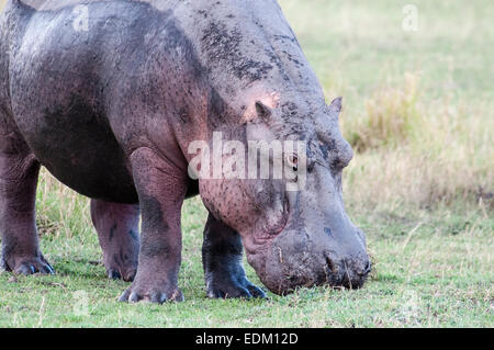 Adult Hippopotamus, Hippopotamus amphibius, grazing in the grass on land, Masai Mara National Reserve, Kenya, East Africa Stock Photo