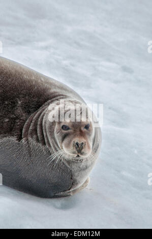 Close up portrait of a Bearded Seal or Square Flipper Seal, Erignathus barbatus,, Hinlopen Strait, Svalbard Archepelago, Norway Stock Photo