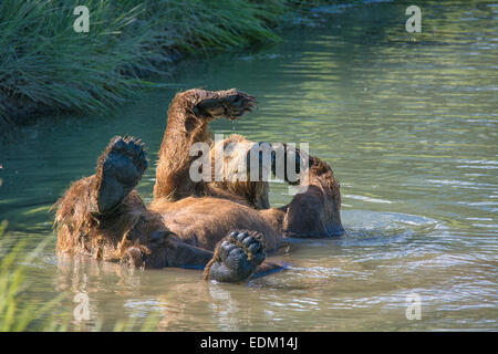 Adult Grizzly Bear, Ursus arctos, cooling off in a stream, Lake Clark National Park, Alaska, USA Stock Photo