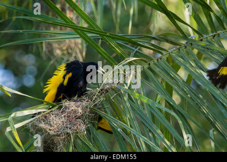 Male Yellow Rumped Cacique, Cacicus cela, displaying his feathers in order to attract females, Pantanal, Mato Grosso, Brazil Stock Photo