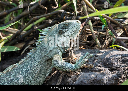 Close Up of a Green Iguana or Common Iguana, iguana iguana, Pantanal, Mato Grosso, Brazil, South America Stock Photo