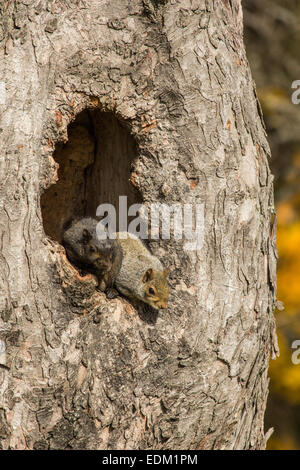 A grey phase and a black phase Eastern grey squirrel in a hollow tree. Stock Photo