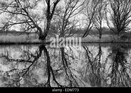 Reflections in the River Ant at Turf Fen, Barton Turf Norwich Norfolk England UK Stock Photo