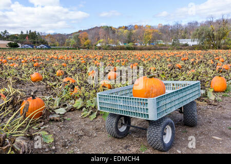 A pumpkin farm and a pumpkin sitting in a wagon. Stock Photo