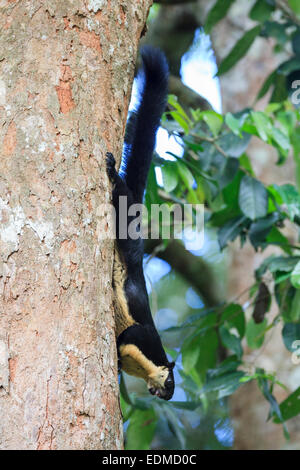 Black Giant Squirrel (Ratufa bicolor) on tree trunk. Kaeng Krachan National Park. Thailand. Stock Photo