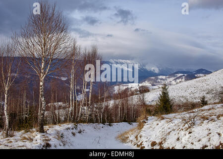 Birch trees on mountains in the winter Stock Photo