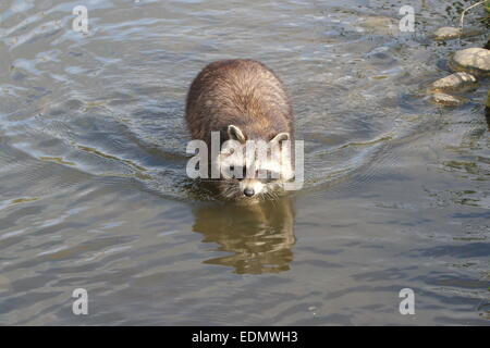 Raccoon (procyon Lotor) Wades Through Stream Of Water Summer - Captive 