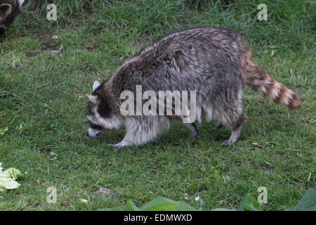 North American or  northern raccoon ( Procyon lotor) walking past in grass land setting