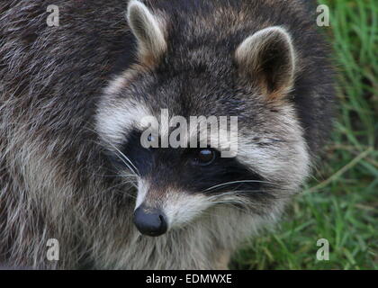 North American or northern raccoon rapscallion (Procyon lotor) -  close-up of the head