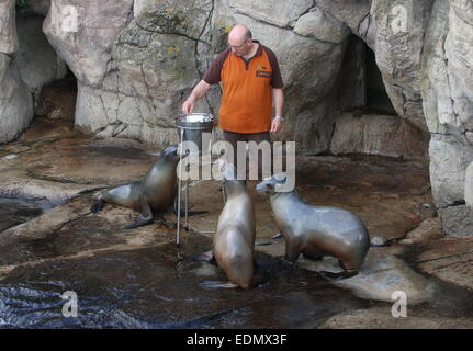 Group of California sea lions (Zalophus californianus) being fed fish bij a zookeeper at Diergaarde Blijdorp Rotterdam zoo Stock Photo