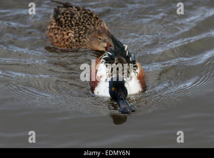 Male Northern Shoveler (Anas clypeata) swimming and foraging in a lake Stock Photo