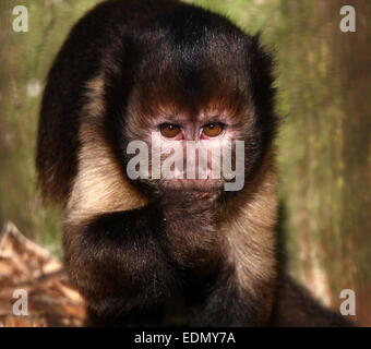 Macaco-prego-do-peito-amarelo (Cebus apella xanthosternos) - Ambientebrasil  - Ambientes