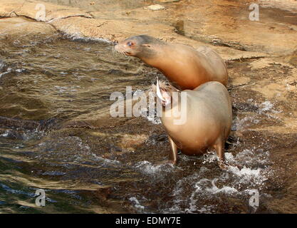 Two female California sea lions (Zalophus californianus) on rocky coast, one throwing fish up in the air and swallowing Stock Photo