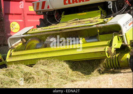 Close up of the pick up head of a Claas self propelled harvester making grass silage, UK Stock Photo