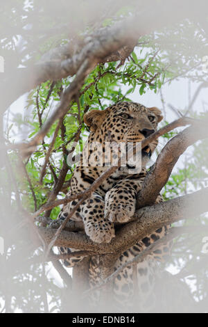 leopard silent hunter in the wilds of africa Stock Photo
