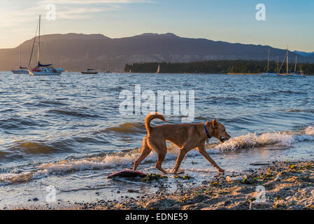 Hadden Park beach a official dog off-leash area, Vancouver, British Columbia, Canada Stock Photo