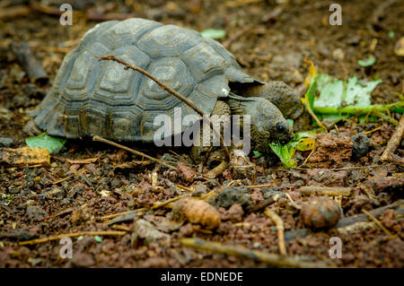 turtle in san cristobal galapagos islands Stock Photo