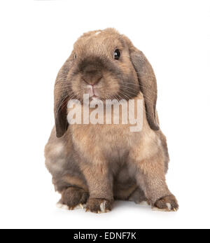 Dwarf lop-eared rabbit breeds Ram. Stock Photo