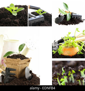 collage gardening  ground with garden tools on a white background Stock Photo