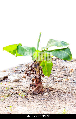 banana tree on ground isolated on white background Stock Photo