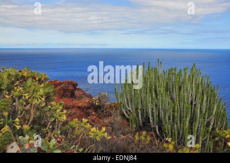Spurge (Euphorbia sp.), La Palma, Canary Islands, Spain Stock Photo