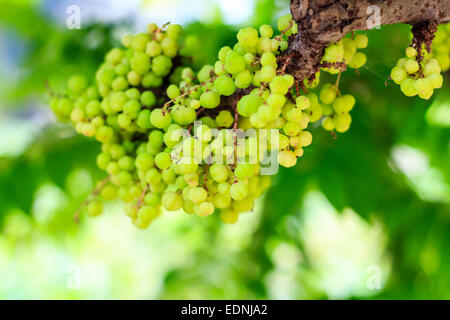 star gooseberry on tree in the garden Stock Photo