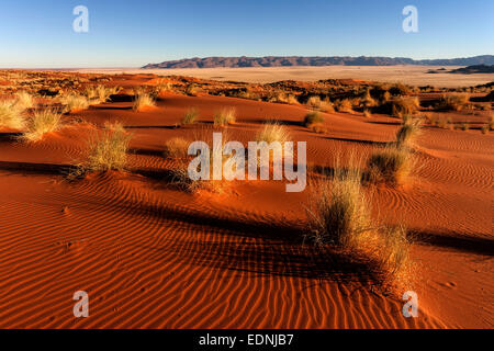 Sand dunes with grass in the evening light, Tiras Mountains at the back, Namib Desert, Namibia Stock Photo