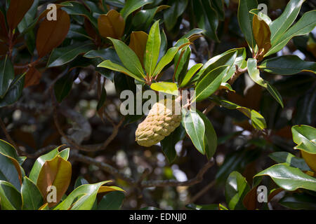 Blossom of a rubber tree (Ficus elastica), Azores, Portugal Stock Photo