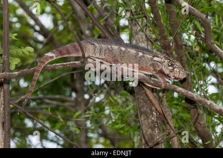 Oustalet's or Malagasy Giant Chameleon (Furcifer oustaleti), Adringitra region, Madagascar Stock Photo