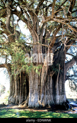The 2,000 yr old tree of Tule in Oaxaca state of Mexico Stock Photo