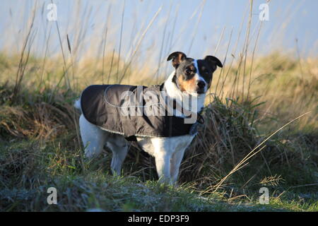 A Jack Russell proudly displays his new winter coat on a frosty morning.. Stock Photo