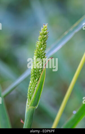 reeds of grass with green background Stock Photo