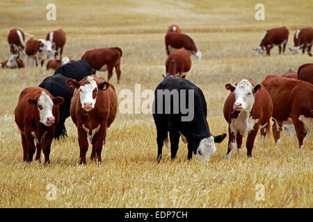 Cows grazing in a harvested wheat field on a farm in the Swartland, Western Cape Province, South Africa. Stock Photo