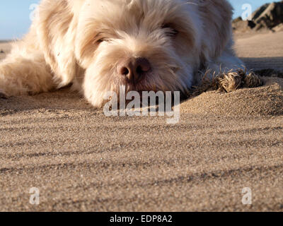 Small white Labradoodle dog on the beach ready to pounce. Stock Photo