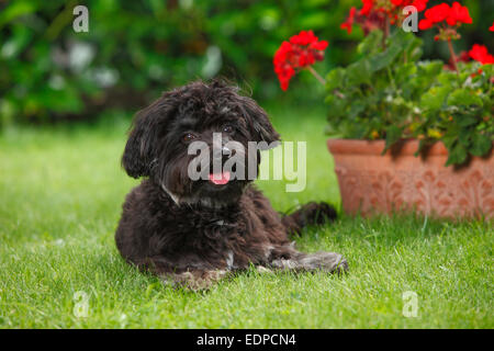 Bolonka Zwetna, male, 7 months|Bolonka Zwetna, Jungruede, 7 Monate Stock Photo