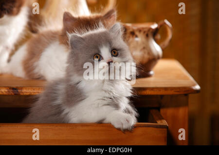 British Longhair Cat, kitten, 9 weeks, blue-white, drawer|Britisch Langhaar, Kaetzchen, 9 Wochen, blue-white / blau-weiss, Schub Stock Photo