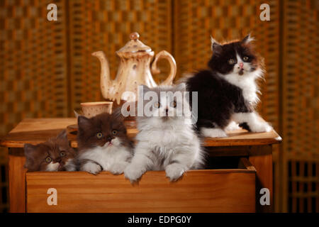 British Longhair Cats, kittens, 9 weeks, in drawer|Britisch Langhaar, Kaetzchen, 9 Wochen, in Schublade Stock Photo