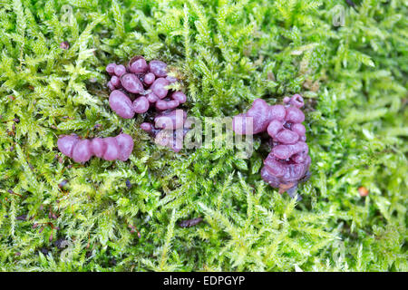 Fungus Jelly drops (Ascocoryne sarcoides), also named Purple jellydisc Stock Photo