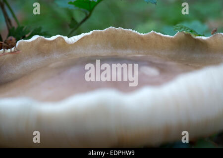 Detail of Clouded agaric mushroom (Clitocybe nebularis), also called Cloud funnel; only backside in focus Stock Photo