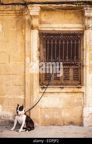 Black and white Dog tethered to medieval stone wall Valletta Malta EU Europe Stock Photo