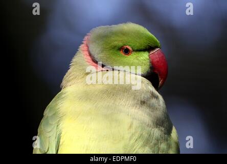 Male Rose-ringed or  ring-necked Parakeet (Psittacula krameri) Stock Photo