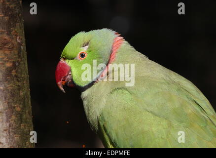 Male Afro-Asian Rose-ringed or  ring-necked Parakeet (Psittacula krameri) Stock Photo