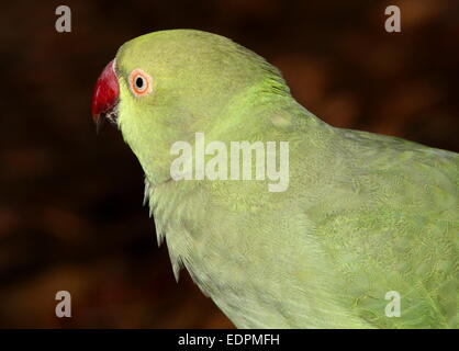 Female Rose-ringed or  ring-necked Parakeet (Psittacula krameri) seen in profile Stock Photo