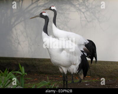 Pair of two Red-crowned crane or Japanese crane (Grus japonensis) in a Japanese garden setting in Amersfoort Zoo Stock Photo